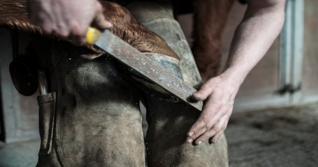 entretien sabot chevaux